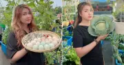 Trồng rau nuôi gà trên sân thượng: Vợ chồng Đồng Nai có thực phẩm sạch quanh năm