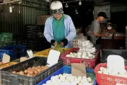 Trứng rớt giá, người nuôi lỗ nặng: Vì sao Việt Nam vẫn phải nhập bột trứng?