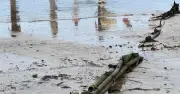 Truy tìm chủ nhân đường ống lạ xuất hiện ở biển Nha Trang