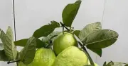 Uống 20 lá ổi mỗi ngày chữa tiểu đường: Người đàn ông bất ngờ kết quả