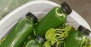 Uống nước rau má rất tốt nhưng đại kỵ với 3 nhóm người