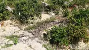 Vụ khai thác rừng trái phép 2,27ha: Một cán bộ lãnh án, nhiều lỗ hổng quản lý chưa được xử lý