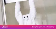 Vì sao khách sạn gấp khăn tắm hình động vật? Bí mật đằng sau nghệ thuật towel origami