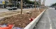 Vụ trồng cây ở đường Võ Chí Công: Nền đất dày 0,8 m, bên dưới là bê tông