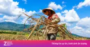 Vựa mía lớn nhất nước lao đao vì đường nhập lậu và giá rẻ