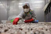 VASEP: Xuất khẩu thủy sản tăng 12,8% trong nửa đầu năm 2025