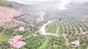 Vải thiều Bắc Ninh đạt giá kỷ lục 300.000 đồng/kg, nông dân phấn khởi