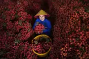 Vải thiều Bắc Ninh đắt hàng, giá lên 90.000 đồng/kg