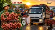 Vải thiều Lục Ngạn chính vụ: Chạy đua với nắng nóng, sản lượng giảm nhưng giá cao