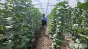 Video ứng dụng công nghệ cao nâng tầm giá trị nông sản sạch