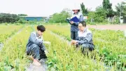Việt Nam đứng trước nguy cơ thua ngay trên sân nhà về dược liệu nếu không sớm chuẩn hóa