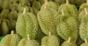 Việt Nam sắp xuất khẩu sầu riêng sang Ấn Độ từ tháng 7, cạnh tranh với Thái Lan, Malaysia