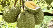 Việt Nam tăng tốc xuất khẩu sang Trung Quốc trước áp lệnh mới với 589 mặt hàng nông sản