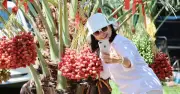 Vườn chà là hữu cơ rộng 2.000 m² giữa trung tâm Phan Rang