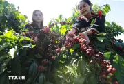 Văn hóa cà phê Buôn Ma Thuột lọt top 15 điểm đến ẩm thực hàng đầu thế giới