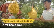 Vườn sầu riêng vàng độc lạ ở Đồng Nai nhờ bọc trái từ nhỏ