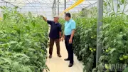Vốn tín dụng giúp nông dân Lâm Đồng chuyển đổi sản xuất nông nghiệp công nghệ cao