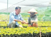 Vùng cao Quảng Ngãi mở rộng liên kết sản xuất cây ăn trái, nâng cao thu nhập