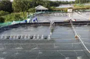 Vĩnh Long: Giá tôm thẻ chân trắng giảm sâu, người nuôi lo lắng