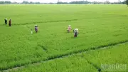 Vĩnh Thuận Đông chuyển mình nhờ kinh tế hợp tác và chuỗi giá trị nông nghiệp