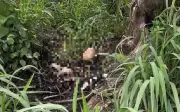 Xác định nghi vấn bộ xương tại Khu Đô thị ĐHQG TPHCM là MC mất tích