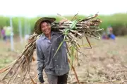 Xăng E10 mở hướng đi mới cho nông nghiệp Việt Nam