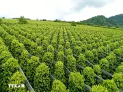Xuất khẩu hồ tiêu 5 tháng đầu năm 2026 duy trì tăng trưởng khả quan
