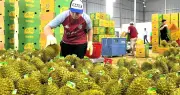 Xuất khẩu rau quả sang Trung Quốc hết thời bán nhiều lá thắng