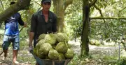 Xuất khẩu rau quả tháng 6 giảm 3,8% do nguồn cung và quy định mới từ Trung Quốc