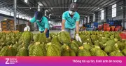 Xuất khẩu sầu riêng tươi và đông lạnh dẫn đầu ngành rau quả Việt Nam