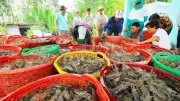 Xuất khẩu thủy sản Việt Nam tháng 6 tăng 21%, 6 tháng đầu năm đạt gần 5,8 tỷ USD