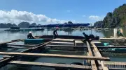 Xây dựng tiêu chuẩn quốc gia đầu tiên cho nuôi cá biển công nghiệp