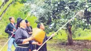 Yên Châu: Ngày hội xoài đặc sản kết nối nông nghiệp và du lịch