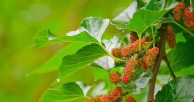 3 loại cây ăn quả nên tránh trồng trước nhà kẻo hao tài tán lộc