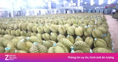 350.000 tấn sầu riêng Đắk Lắk chưa có mã số vùng trồng xuất khẩu