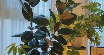 5 loại cây cảnh mang tài lộc, may mắn cho gia đình