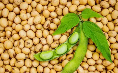 6 loại đậu dân dã là 'thần dược' cho xương khớp, bạn đã biết?
