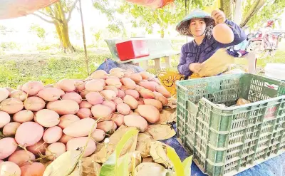 An Giang chuyển đổi cây trồng hiệu quả, nông dân thu nhập cao