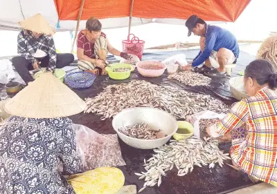 An Giang đón lũ bồi phù sa, phát triển sinh kế bền vững cho nông dân