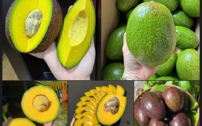 Bơ Cuba vỏ tím cơm vàng dẻo béo nặng cả kg gây sốt thị trường
