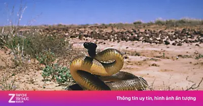 Bí ẩn hai loài rắn chết chóc nhất thế giới: Taipan nội địa và rắn nâu phương Đông