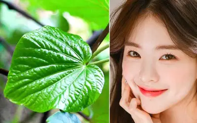 Bí quyết trị mụn bằng lá lốt hiệu quả bất ngờ tại nhà