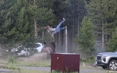 Bò rừng tấn công du khách tại Yellowstone, nạn nhân gãy xương hông