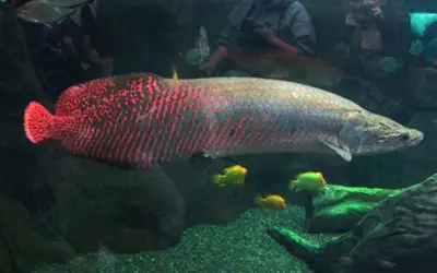 Ba nhân viên khu nghỉ dưỡng Philippines bị bắt vì đánh cắp cá arapaima quý hiếm 7 triệu peso