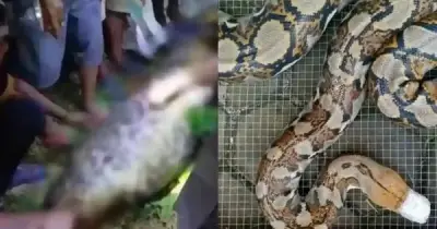 Bi kịch kinh hoàng tại Indonesia: Người đàn ông bị trăn gấm khổng lồ nuốt chửng trên đường về nhà