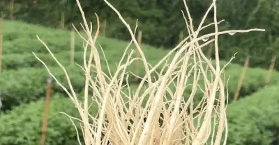 Bốn loại rễ rau củ quen thuộc có tác dụng chữa bệnh bất ngờ