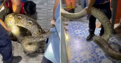 Bắt sông trăn khổng lồ dài 5 mét, nặng 30 kg ẩn nấp trong ký túc xá
