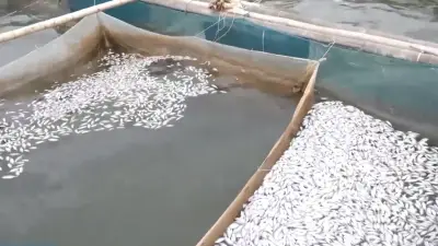 Cá chết hàng loạt ở Quảng Trị: Không do dịch bệnh, nước ô nhiễm