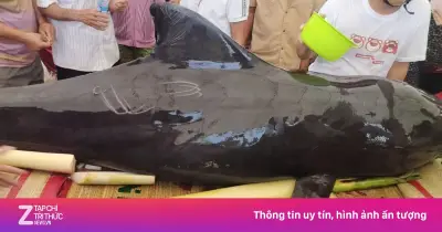 Cá heo nặng 300kg dạt vào bờ ở Quảng Ngãi, người dân lo an táng theo phong tục