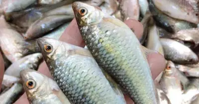 Cá lúi Gia Lai: Từ loài cá bị xem thường trở thành đặc sản nức tiếng